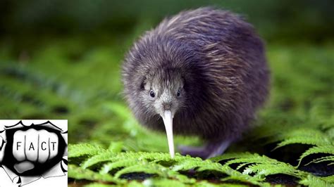  Kiwi! Explore the Curious World of Flightless Birds With Exceptional Sensory Abilities