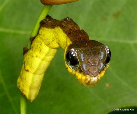  Lagarta! Uma Criatura de Transformação Incrível que Exibe Beleza Camuflada e Habilidades de Supervivência