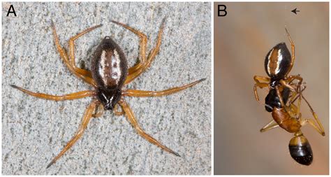  Phalangium: Descubra o Mundo Fascinante de Aranhas Sem Teia que Dançam no Vento!