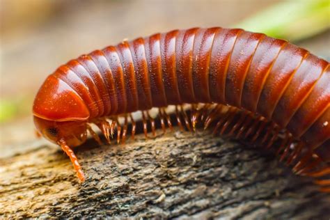  Brandt's Millipede: Unearthing Fascinating Secrets About this Crawling Masterpiece With Many Legs!