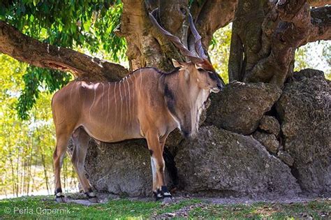  Eland! Uma Criatura de Savana com um Jeito de Gigante Gentil?