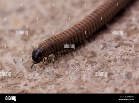  Illacme plenipes: Um Myriapoda com Mais Pés do que Você Imagina!