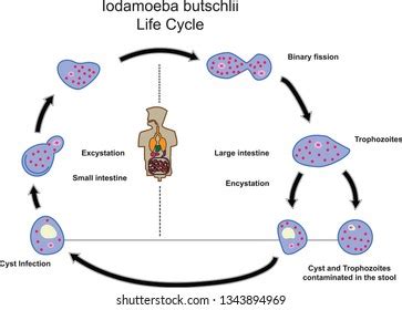  Iodamoeba  uma ameba com uma vida extraordinária, nadando em um mundo microscópico repleto de maravilhas!