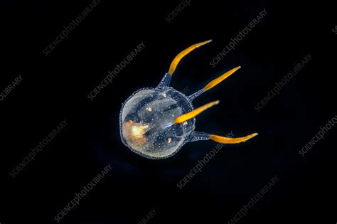  Oceania! A Tiny Hydrozoan With an Enormous Appetite for Aquatic Snacks