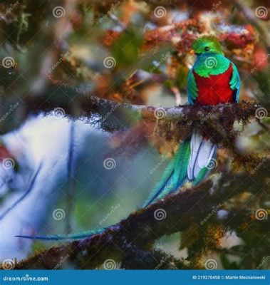  Quetzal! Descubra o Pássaro Sagrado da América Central e Sua Incrível Plumagem Iridescent