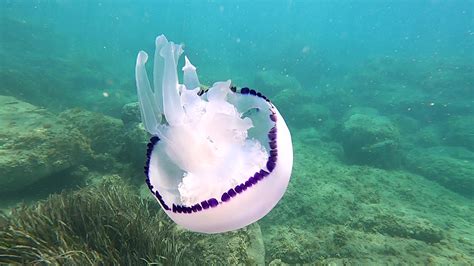  Rhizostoma pulmo: Um Animal Gelatinoso que Flutua como uma Panqueca de Mare!