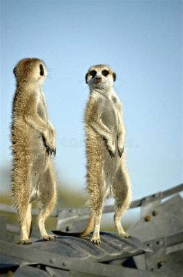  Suricate! Explore a Mundo Fascinante de Esses Pequenos Guardiões da Savana