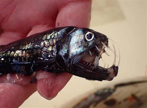 Viperfish: Uma Criatura Misteriosa dos Profundos Abismos com Escamas Iridescentes e Dentes Afilados como Agulhas!