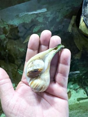  Whelk: Descubra o Caracol que Ataca suas Presas com um Pé Poderoso e Dentes Raspadores!